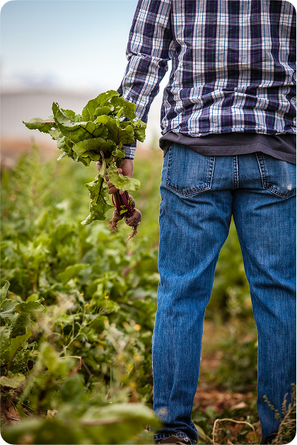 Person harvesting vegetables