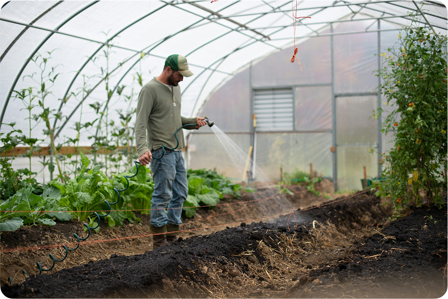 Person examining crops